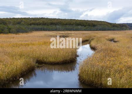 Kiritappu Feuchtgebiet im Herbst Stockfoto