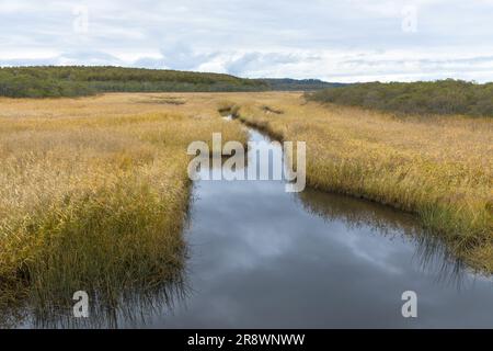 Kiritappu Feuchtgebiet im Herbst Stockfoto