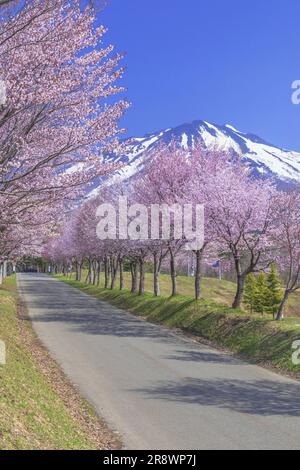 Die längste Reihe von Kirschblüten der Welt Stockfoto