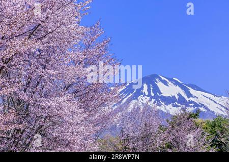 Die längste Reihe von Kirschblüten der Welt Stockfoto