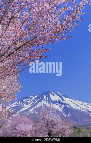 Die längste Reihe von Kirschblüten der Welt Stockfoto