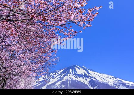 Die längste Reihe von Kirschblüten der Welt Stockfoto