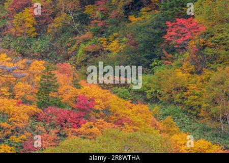 Hachimantai im Herbst Stockfoto