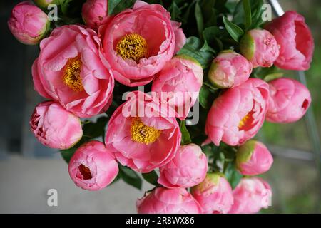 Ein Arm voller wunderschöner korallenfarbener Pfingstrosen mit gelben Stühlen mit offenen und geschlossenen Knospen. Ein Strauß rosa Pfingstrosen in Frauenhänden. Blume Stockfoto