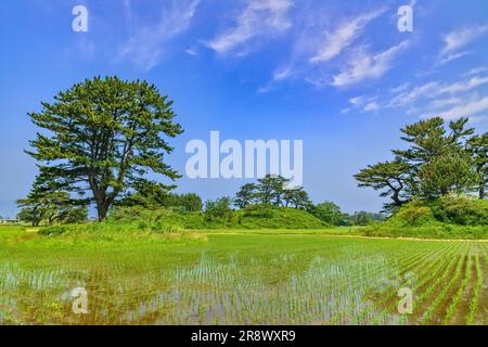 Insel Kujuku Stockfoto