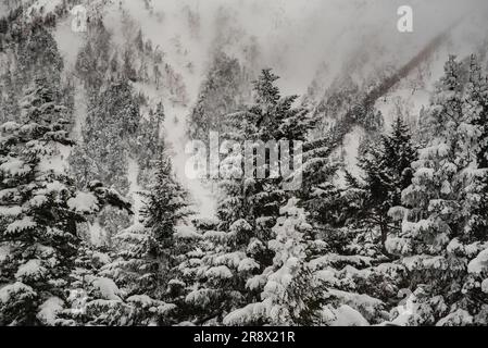 Nishihotakaguchi mit Schnee und Bäumen am Tag Stockfoto