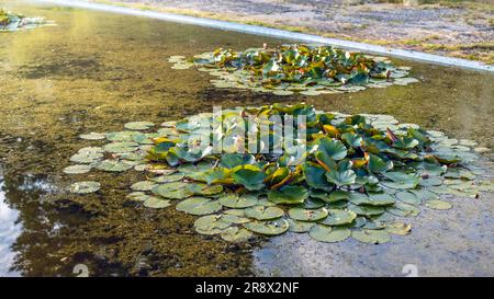 Wasserlilien. Kleine Inseln mit Seerosen in einem Teich. Schlesien Park, Chorzow Stockfoto