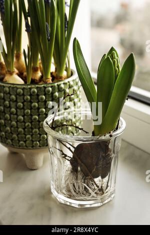 Wunderschöne bulbusförmige Pflanzen auf Fensterbank drinnen. Frühling Stockfoto