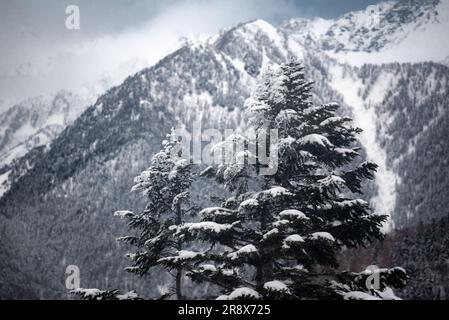 Nishihotakaguchi mit Schnee und Bäumen am Tag Stockfoto