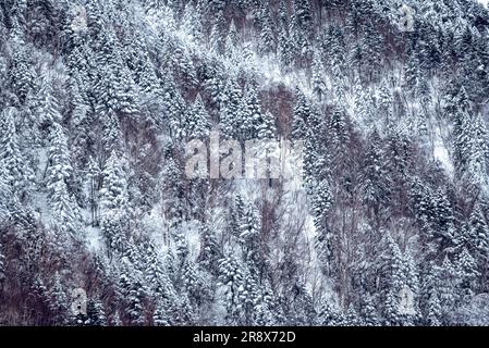 Nishihotakaguchi mit Schnee und Bäumen am Tag Stockfoto