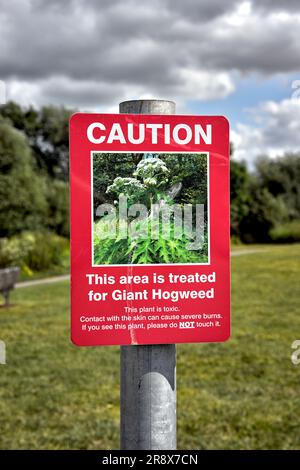 Riesiges Hogweed-Warnschild. Heracleum mantegazzianum England rural UK Stockfoto