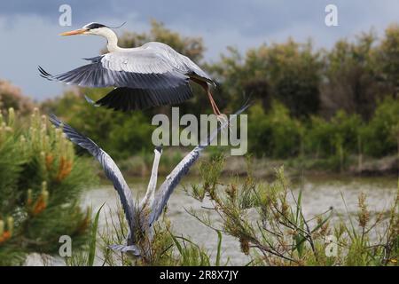 Gray Heron, ardea cinerea, Erwachsene im Flug, Abflug aus dem Busch, Camargue in Südfrankreich Stockfoto