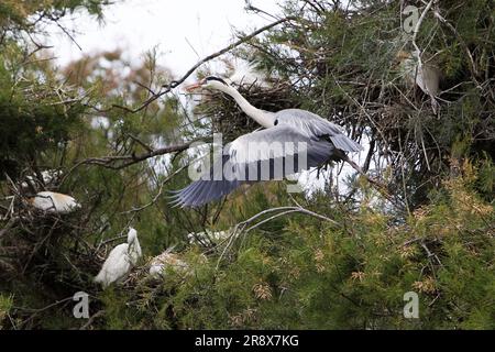 Grey Heron, ardea cinerea, Adul steht auf Nest, im Flug, startet von Nest, Camargue in Südfrankreich Stockfoto