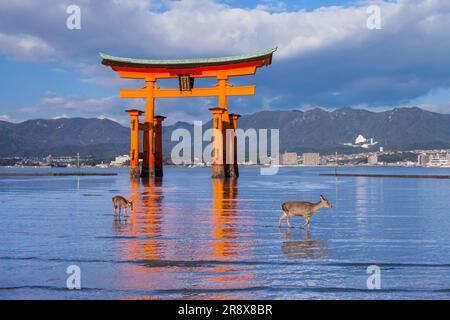 Hirsch und Odorii Itsukushima Shine Stockfoto