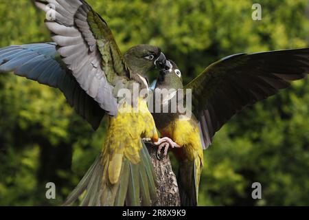 Patagonian Conure oder Burrowing Parakeet, Cyanoliseus patagonus bloxami, Paar Stockfoto