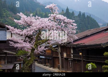 Tsumago Yado am Morgen, wenn die Kirschblüten in voller Blüte sind Stockfoto