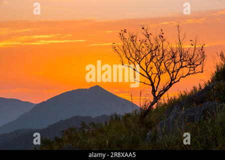 Akiyoshidai am Morgen Stockfoto