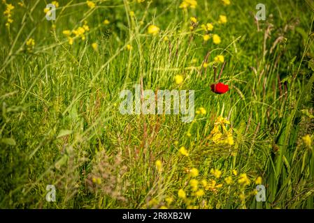 Blühender Mohn und Gras auf der Wiese, Leiden, Niederlande Stockfoto