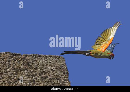 Rothaut-Macaw, Ara rubrogenys, Erwachsener im Flug Stockfoto