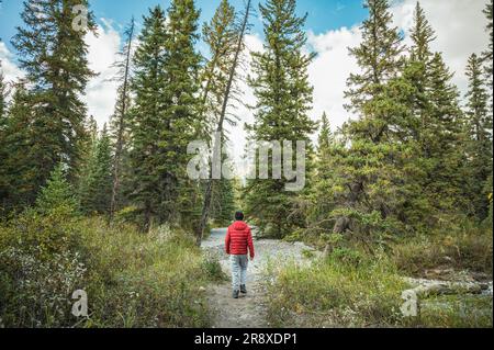 Ein Reisender in roter Jacke wandert im Herbst durch den Pinienwald zu einem versteckten Berg im Nationalpark Stockfoto