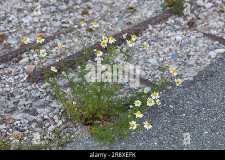 Echte Emy, Emy, Matricaria recutita, Chamomilla Recutita, Matricaria Chamomilla, Kamille, wilde Kamille, Italienische camomilla, duftende Stockfoto