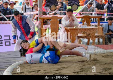 Gangneung, Südkorea - 20. Juni 2023: Ssireum oder koreanischer Ringkampf beim Gangneung Danoje Festival in Südkorea. Stockfoto