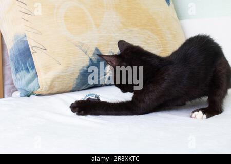 Schwarze Katze spielt mit Weihnachtsdekoration aus nächster Nähe Stockfoto