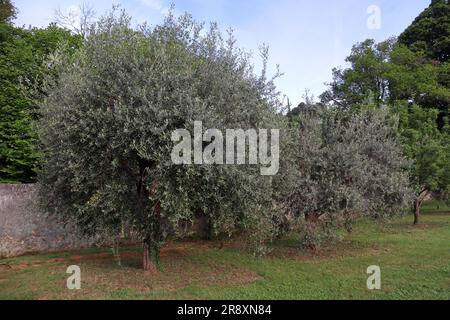Olive Bltenknospen auf Baum gegen blauen Himmel Stockfotografie - Alamy