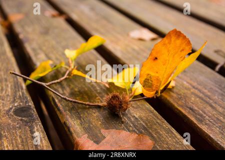 Tote Blätter auf der Bank. Herbst und im Herbst Hintergrund. Laub in Monti Simbruini Nationalpark, Latium, Italien. Stockfoto