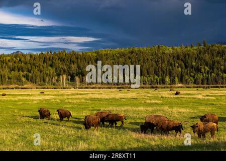 Am späten Nachmittag könnt ihr euch in der Elk Ranch Flats Area im Grand Teton National Park, Teton County, Wyoming, USA, die amerikanische Bison (Bison Bison) ansehen. Stockfoto