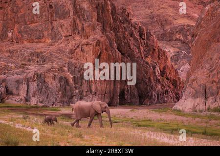 Elefant (Loxodonta africana), Skeleton Coast Camp, Wilderness Safaris, Hoarusib River bei Purros, Kaokoland, Kunene Region, Namibia Stockfoto