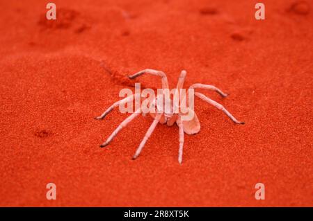 Tanzende Weiße Lady, Spider, Sanddünen, Dunes Lodge, Wolwedans Lodge, Namib Rand Naturschutzgebiet, Hardap Region, Namibia Stockfoto
