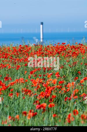 Brighton UK 23. Juni 2023 - Ein Feld mit hellrotem Mohn in der Sonne auf einem Hügel in Portslade , westlich von Brighton mit Blick auf das Kraftwerk Shoreham Harbour, da für dieses Wochenende im Vereinigten Königreich mehr heißes Wetter vorhergesagt wird : Credit Simon Dack / Alamy Live News Stockfoto