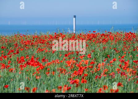 Brighton UK 23. Juni 2023 - Ein Feld mit hellrotem Mohn in der Sonne auf einem Hügel in Portslade , westlich von Brighton mit Blick auf das Kraftwerk Shoreham Harbour, da für dieses Wochenende im Vereinigten Königreich mehr heißes Wetter vorhergesagt wird : Credit Simon Dack / Alamy Live News Stockfoto