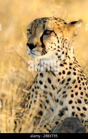 Cheetah (Acinonyx jubatus), Quiver Tree Restcamp, Keetmanshoop, Karas Region, Namibia Stockfoto