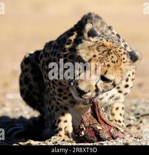 Cheetah (Acinonyx jubatus), Quiver Tree Restcamp, Keetmanshoop, Karas Region, Namibia Stockfoto