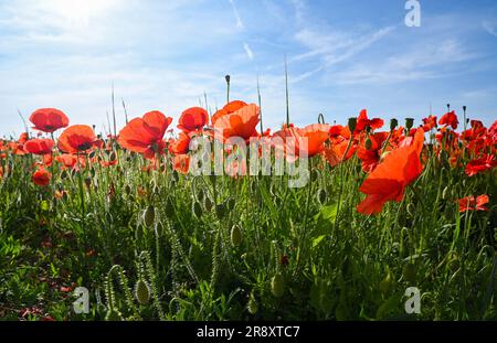 Brighton UK 23. Juni 2023 - Ein Feld mit hellrotem Mohn in der Sonne auf einem Hügel in Portslade mit Blick auf Brighton und Hove, da für dieses Wochenende im Vereinigten Königreich mehr heißes Wetter vorhergesagt wird : Credit Simon Dack / Alamy Live News Stockfoto