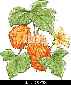 Hornmelone Aquarelle Stock Vektor