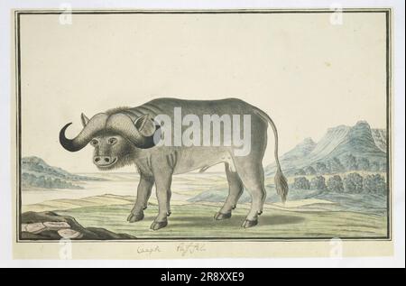 Syncerus Caffer Caffer (Cape Buffalo), 1777-1786. Stockfoto