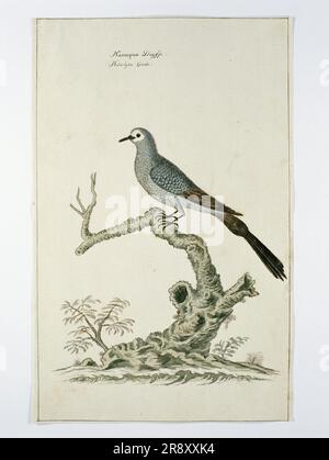 Oena capensis (Namaqua Dove), c.1778. Stockfoto