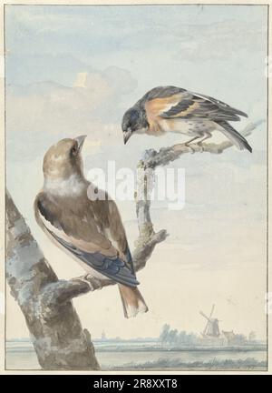 Zwei Vögel: Ein Apfelfink (Coccothraustes coccothraustes) und ein Keep (fringilla montifringilla), 1752. Stockfoto