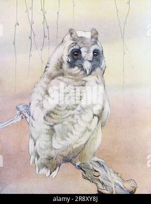 Vintage-Vogel-Illustrationen. Vögel der Welt Stockfoto