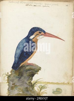 Malachite Kingfisher, 1779-1785. Blauohriger Kingfisher. „...batavian fish-catch Bird True Mouse / Alcedo caeruleo-cephala“. Malachite Königfisher (Corythornis cristatus), gefunden in Afrika. Stockfoto