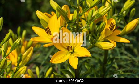 Ein Haufen gelber Lilien im Garten Stockfoto