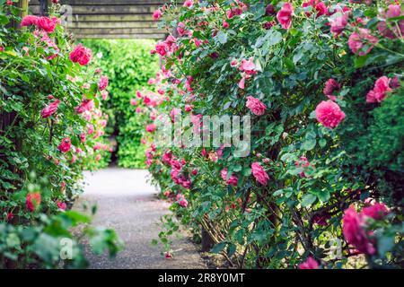 Hölzerne Pergola, überwuchert mit wunderschönen pinkfarbenen Rosen. Stützkonstruktion aus Holz für den Garten. Spalier. Rosengarten. Chorzow, Schlesischer Park. Stockfoto