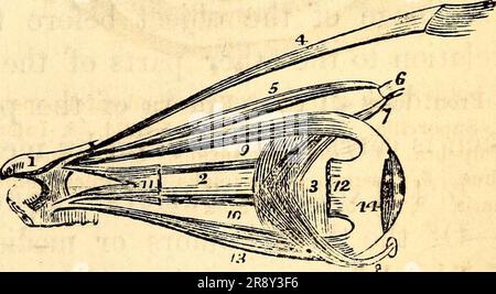 'Elementare Anatomie und Physiologie : für Hochschulen, Akademien und andere Schulen' (1869) Stockfoto
