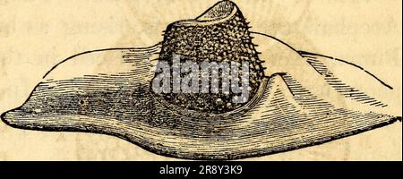 'Elementare Anatomie und Physiologie : für Hochschulen, Akademien und andere Schulen' (1869) Stockfoto