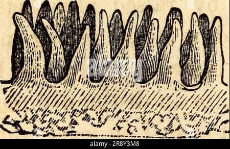 'Elementare Anatomie und Physiologie : für Hochschulen, Akademien und andere Schulen' (1869) Stockfoto