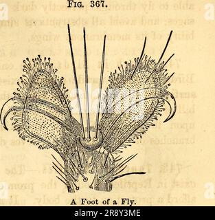 'Elementare Anatomie und Physiologie : für Hochschulen, Akademien und andere Schulen' (1869) Stockfoto