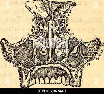 'Elementare Anatomie und Physiologie : für Hochschulen, Akademien und andere Schulen' (1869) Stockfoto